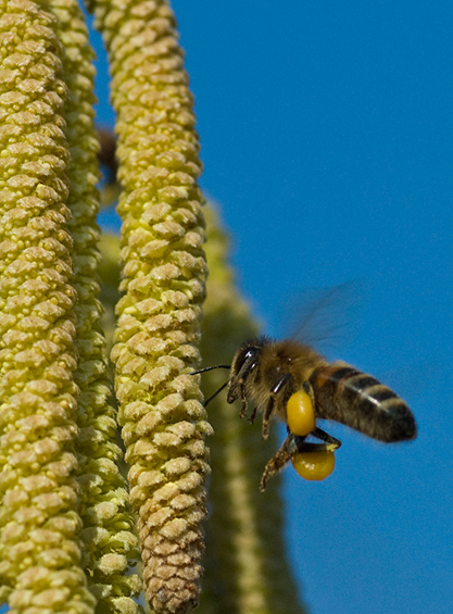 Bienenflug
