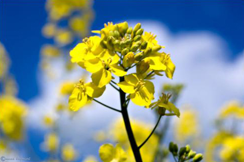 blau gelb