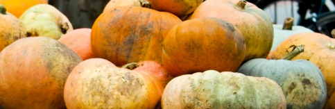 kÜrbiszeit kÜrbiszeit