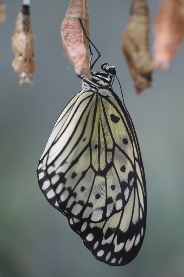 Baumnymphe Baumnymphe