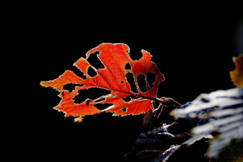 Blatt im Gegenlicht Blatt im Gegenlicht