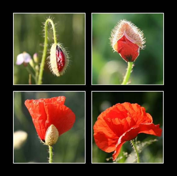 Mohnblume in der Entwicklung Mohnblume in der Entwicklung