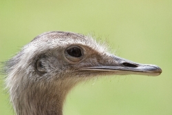 Guckst du
