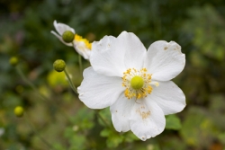 Herbstblume