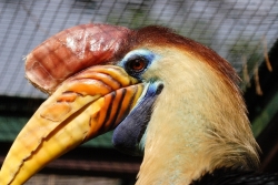 Hornvogel.