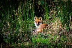 Fuchs