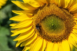 G. Seifert