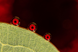 Tautropfen