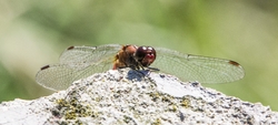 Libelle Libelle