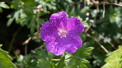 Berggarten IMG_7320.jpg