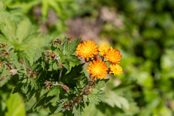 Berggarten IMG_7189.jpg