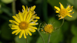 Berggarten IMG_7202.jpg