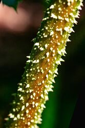 IMGP7846-x.jpg