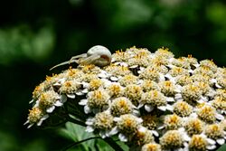 IMGP7968-x.jpg