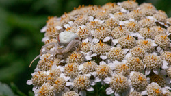 R.Brendel Berggarten IMG_7223.jpg