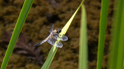 R.Brendel Berggarten IMG_7162.jpg