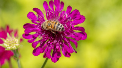 R.Brendel Berggarten IMG_7173.jpg