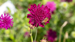 R.Brendel Berggarten IMG_7175.jpg