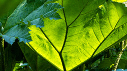 R.Brendel Berggarten IMG_7180.jpg