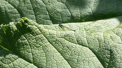 R.Brendel Berggarten IMG_7182.jpg