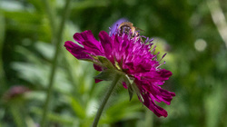 R.Brendel Berggarten IMG_7231.jpg