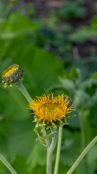 R.Brendel Berggarten IMG_7259.jpg