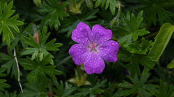R.Brendel Berggarten IMG_7312.jpg