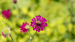 R.Brendel Berggarten 2 lMG_7173.jpg