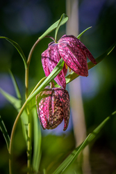 Schlordt_Schachbrettblume-3309-3309.jpg