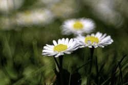 E. Backhausen